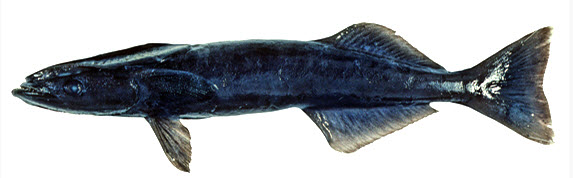 Remora remora_05
